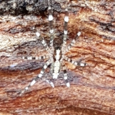 Cycloctenidae (family) at Bruce Ridge to Gossan Hill - 27 May 2021 by trevorpreston