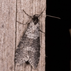 Lepidoscia adelopis, annosella and similar species (A Case moth) at Melba, ACT - 22 May 2021 by kasiaaus