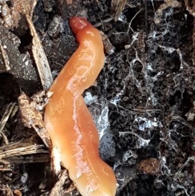 Australoplana alba (A flatworm) at Bruce, ACT - 27 May 2021 by trevorpreston