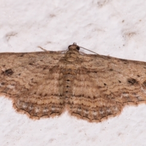 Xanthorhoe anaspila at Melba, ACT - 23 May 2021