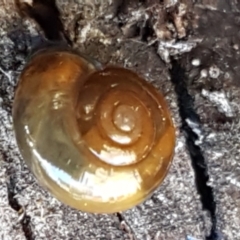 Oxychilus alliarius (Garlic Snail) at Bruce, ACT - 27 May 2021 by trevorpreston