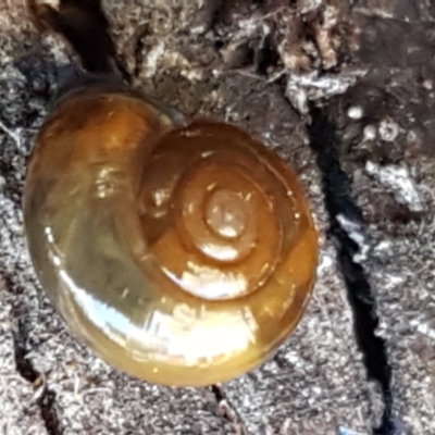 Oxychilus alliarius (Garlic Snail) at Bruce, ACT - 27 May 2021 by tpreston