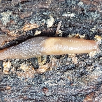 Deroceras laeve (Marsh Slug) at Bruce, ACT - 27 May 2021 by tpreston