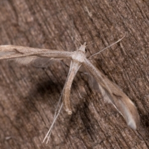 Platyptilia celidotus at Melba, ACT - 23 May 2021