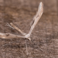 Platyptilia celidotus at Melba, ACT - 23 May 2021 11:05 PM