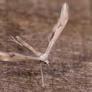 Platyptilia celidotus at Melba, ACT - 23 May 2021