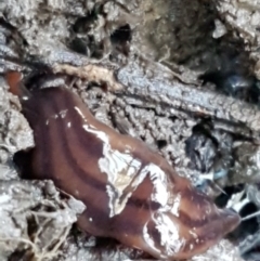 Anzoplana trilineata (A Flatworm) at Bruce, ACT - 27 May 2021 by trevorpreston