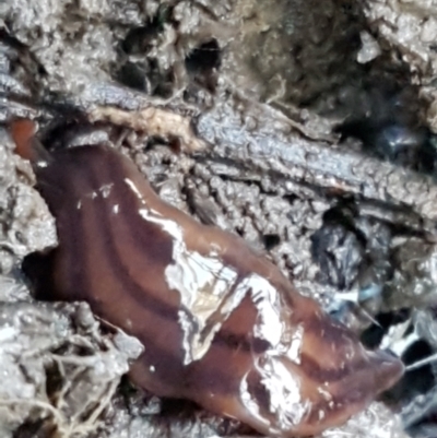Anzoplana trilineata (A Flatworm) at Bruce, ACT - 27 May 2021 by trevorpreston