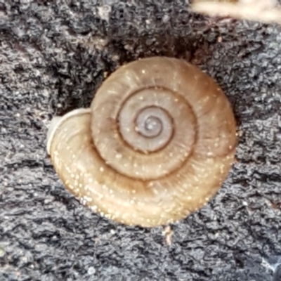 Elsothera funerea (Grim Reaper Pinwheel Snail) at Woodstock Nature Reserve - 27 May 2021 by tpreston