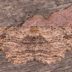 Ectropis excursaria (Common Bark Moth) at Melba, ACT - 24 May 2021 by kasiaaus