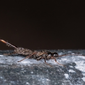 Monomachus antipodalis at Melba, ACT - 25 May 2021