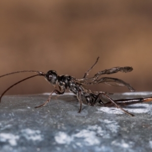 Monomachus antipodalis at Melba, ACT - 25 May 2021 09:17 AM