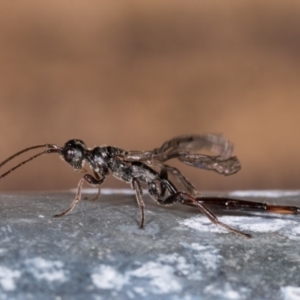 Monomachus antipodalis at Melba, ACT - 25 May 2021