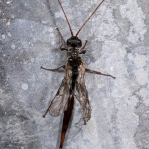 Monomachus antipodalis at Melba, ACT - 25 May 2021