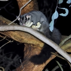 Petaurus norfolcensis (Squirrel Glider) at Albury - 26 May 2021 by WingsToWander