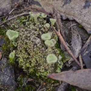 Cladonia sp. (genus) at Mount Fairy, NSW - 21 May 2021 12:59 PM