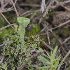 Cladonia sp. (genus) at Mount Fairy, NSW - 21 May 2021 12:59 PM