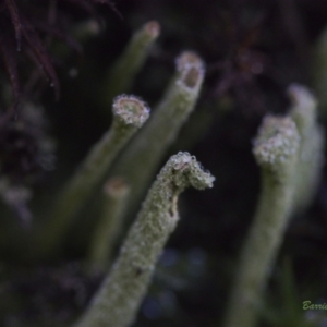 Cladonia sp. (genus) at Mount Fairy, NSW - 21 May 2021 12:59 PM