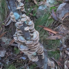 Trametes versicolor (Turkey Tail) at Tidbinbilla Nature Reserve - 16 May 2021 by BarrieR