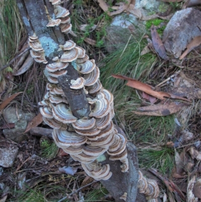 Trametes versicolor (Turkey Tail) at Paddys River, ACT - 16 May 2021 by BarrieR