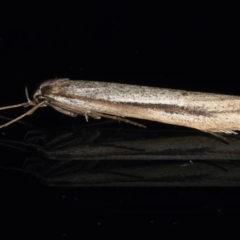 Philobota diaereta (A concealer moth) at Ainslie, ACT - 25 May 2021 by jbromilow50