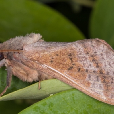 Oxycanus dirempta (Variable Oxycanus) at Melba, ACT - 25 May 2021 by kasiaaus