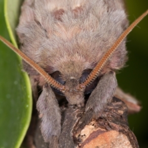 Oxycanus dirempta at Melba, ACT - 25 May 2021 11:23 PM