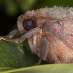 Oxycanus dirempta at Melba, ACT - 25 May 2021 11:23 PM