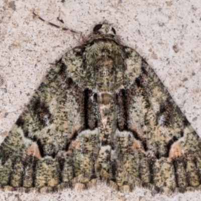 Aeolochroma metarhodata (Tea-tree Emerald (Geometrinae)) at Melba, ACT - 25 May 2021 by kasiaaus