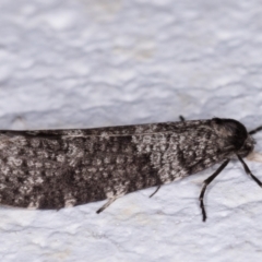 Lepidoscia adelopis, annosella and similar species at Melba, ACT - 26 May 2021