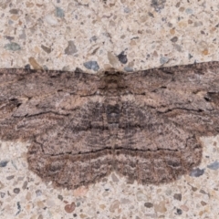 Ectropis excursaria (Common Bark Moth) at Melba, ACT - 25 May 2021 by kasiaaus