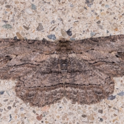 Ectropis excursaria (Common Bark Moth) at Melba, ACT - 25 May 2021 by kasiaaus