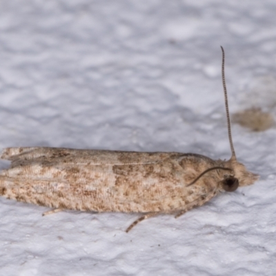 Crocidosema plebejana (Cotton Tipworm Moth) at Melba, ACT - 25 May 2021 by kasiaaus