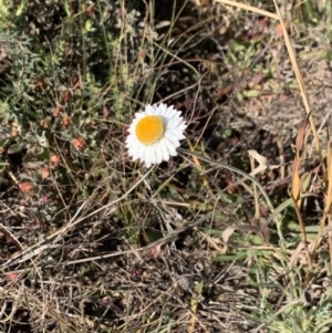 Leucochrysum albicans subsp. tricolor at Nicholls, ACT - 27 Apr 2021 10:53 AM