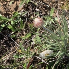 Leucochrysum albicans subsp. tricolor at Nicholls, ACT - 27 Apr 2021 10:53 AM