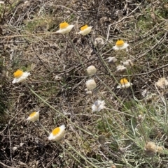 Leucochrysum albicans subsp. tricolor at Nicholls, ACT - 27 Apr 2021 10:53 AM