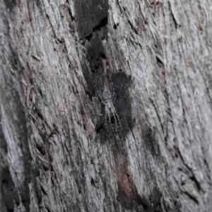 Tamopsis sp. (genus) at Downer, ACT - 25 May 2021