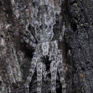 Tamopsis sp. (genus) at Downer, ACT - 25 May 2021