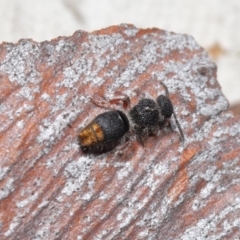 Odontomyrme sp. (genus) at ANBG - 25 May 2021