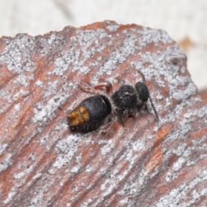 Odontomyrme sp. (genus) at ANBG - 25 May 2021