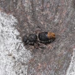 Odontomyrme sp. (genus) at ANBG - 25 May 2021 11:54 AM