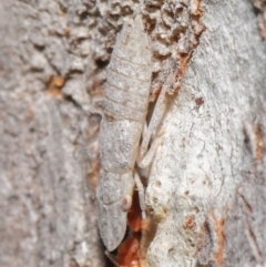 Ledromorpha planirostris at Downer, ACT - 25 May 2021 11:21 AM