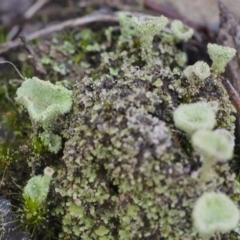Cladonia sp. (genus) (Cup Lichen) at ANBG South Annex - 21 May 2021 by BarrieR