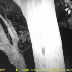 Petaurus norfolcensis (Squirrel Glider) at Thurgoona, NSW - 13 Apr 2020 by ChrisAllen