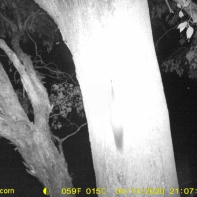 Petaurus norfolcensis (Squirrel Glider) at Thurgoona, NSW - 13 Apr 2020 by ChrisAllen