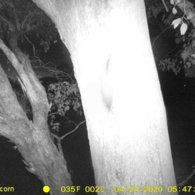 Petaurus norfolcensis (Squirrel Glider) at Monitoring Site 038 - Road - 23 Apr 2020 by ChrisAllen