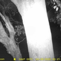 Petaurus norfolcensis (Squirrel Glider) at Thurgoona, NSW - 28 Apr 2020 by ChrisAllen