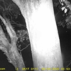 Petaurus norfolcensis (Squirrel Glider) at Monitoring Site 038 - Road - 3 May 2020 by ChrisAllen