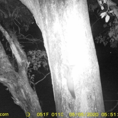 Petaurus norfolcensis (Squirrel Glider) at Monitoring Site 038 - Road - 5 May 2020 by ChrisAllen