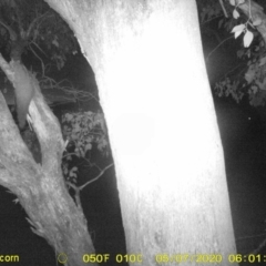 Petaurus norfolcensis (Squirrel Glider) at Thurgoona, NSW - 7 May 2020 by ChrisAllen